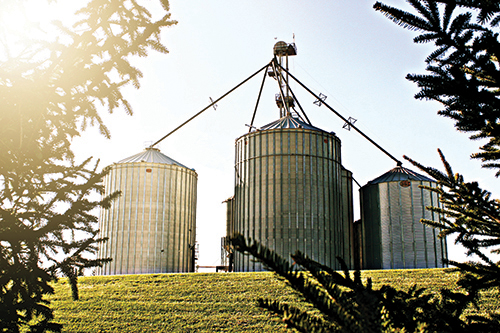 Galvanized grain bins behind a tree line at golden hour.